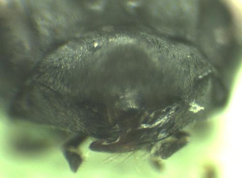 Réf. 333 868 : Auplopus sp.